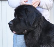 Превью фото № 177292