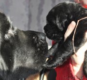 Превью фото № 177294