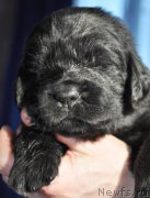 Превью фото № 177318