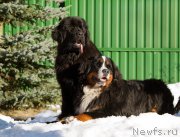 Превью фото № 177333