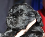 Превью фото № 177353