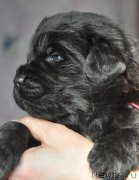 Превью фото № 177354