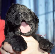 Превью фото № 177356