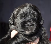 Превью фото № 177357