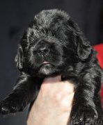 Превью фото № 177359