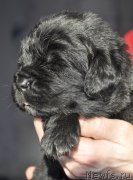 Превью фото № 177360