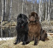 Превью фото № 177375