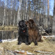 Превью фото № 177376