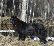 Превью фото № 177382