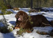 Превью фото № 177384