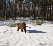 Превью фото № 177386