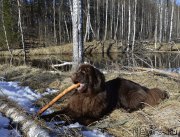 Превью фото № 177387