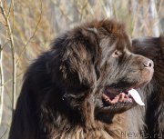 Превью фото № 177388