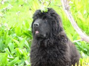 Превью фото № 177423