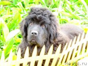 Превью фото № 177424