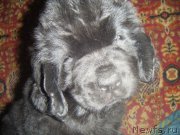 Превью фото № 177478