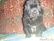 Превью фото № 177479