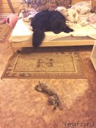 Превью фото № 177480