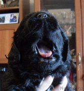 Превью фото № 177482