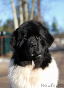 Превью фото № 177500