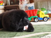 Превью фото № 177507