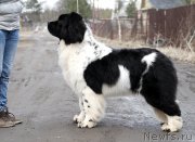 Превью фото № 177508