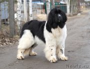 Превью фото № 177510