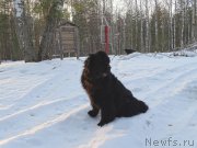 Превью фото № 177542