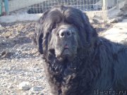 Превью фото № 177592