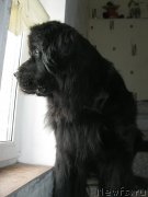 Превью фото № 177615