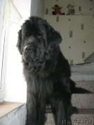 Превью фото № 177616