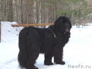 Превью фото № 177622