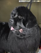 Превью фото № 177695