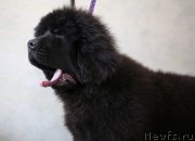 Превью фото № 177773