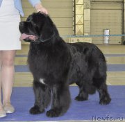 Превью фото № 177862