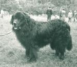 Превью фото № 1779