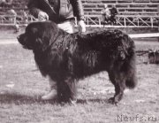 Превью фото № 177900