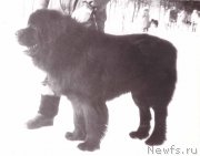 Превью фото № 177901