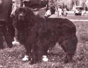 Превью фото № 177902