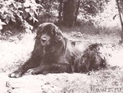 Превью фото № 177903