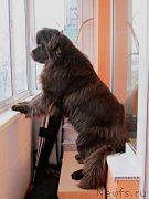 Превью фото № 177909