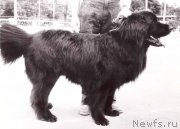 Превью фото № 177913