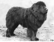 Превью фото № 177914