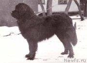 Превью фото № 177919