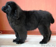 Превью фото № 178016