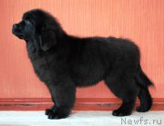 Превью фото № 178020