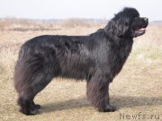 Превью фото № 178031