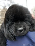 Превью фото № 178085