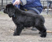 Превью фото № 178109