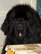 Превью фото № 178186